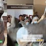 “Pesaba cerca de 600 kilos.”: Enorme escultura de chocolate en forma de vaca colapsa en un Festival de Chocolate
