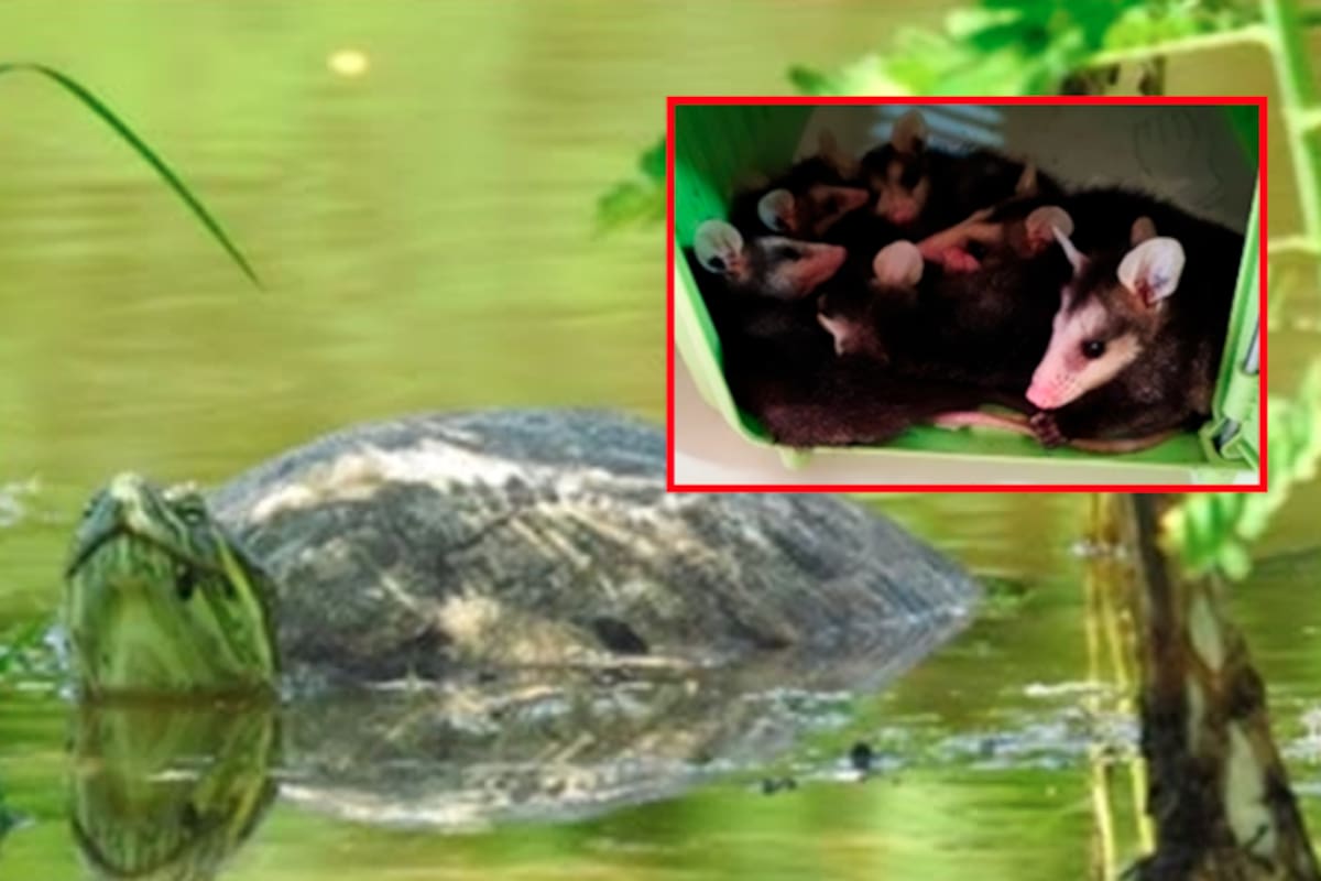 Liberan 8 tortugas y rescatan 16 crías de tlacuache en San Luis Potosí: Un esfuerzo por la vida silvestre