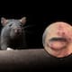 Hombre denuncia plaga de ratas en su edificio; asegura que despertó con con roedores mordiéndole la cara