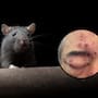 Hombre denuncia plaga de ratas en su edificio; asegura que despertó con con roedores mordiéndole la cara