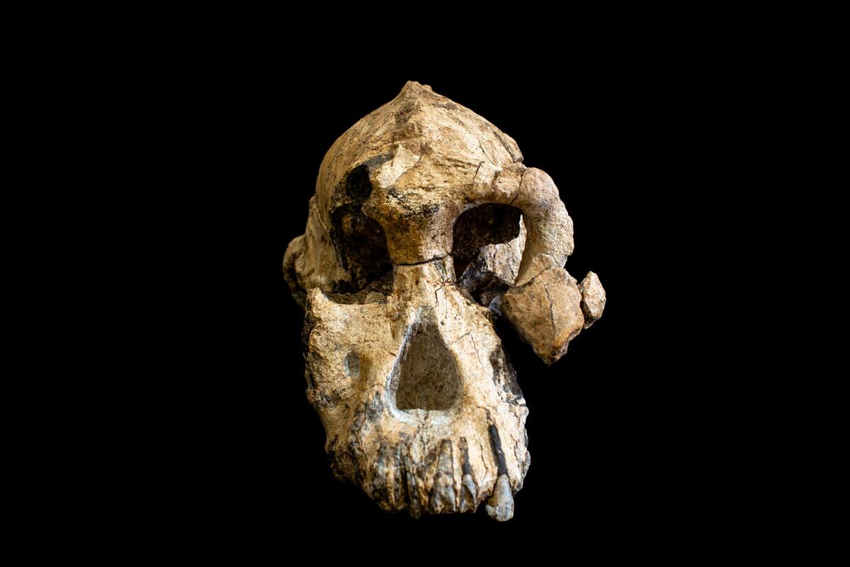 Hallan en Etiopía un cráneo de un Australopithecus Anamensis, coetáneo de 'Lucy'