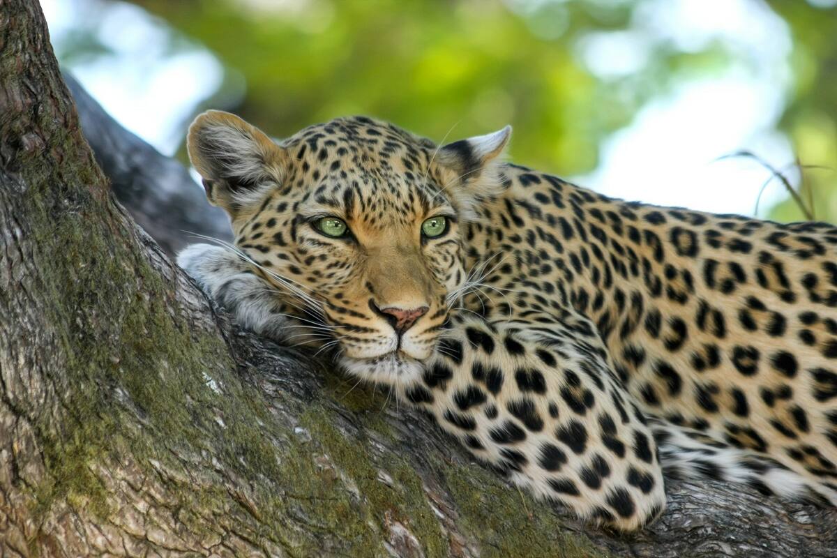Leopardo subió a un árbol para escapar de un perro