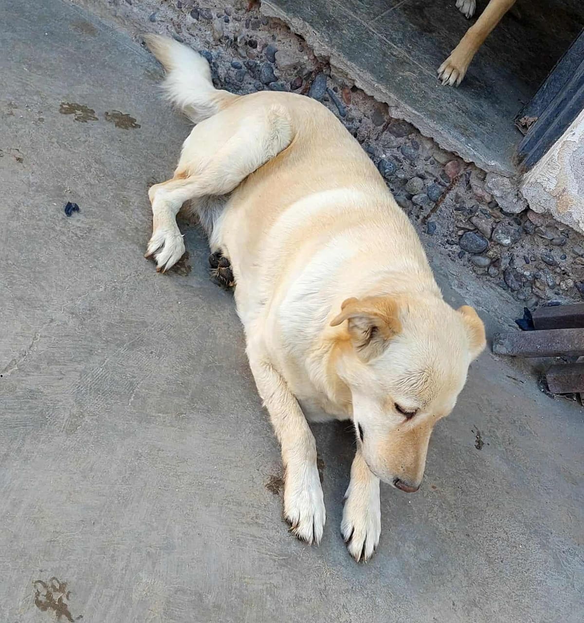Hugo García pide ayuda para alimentar a más de 20 mascotas rescatadas