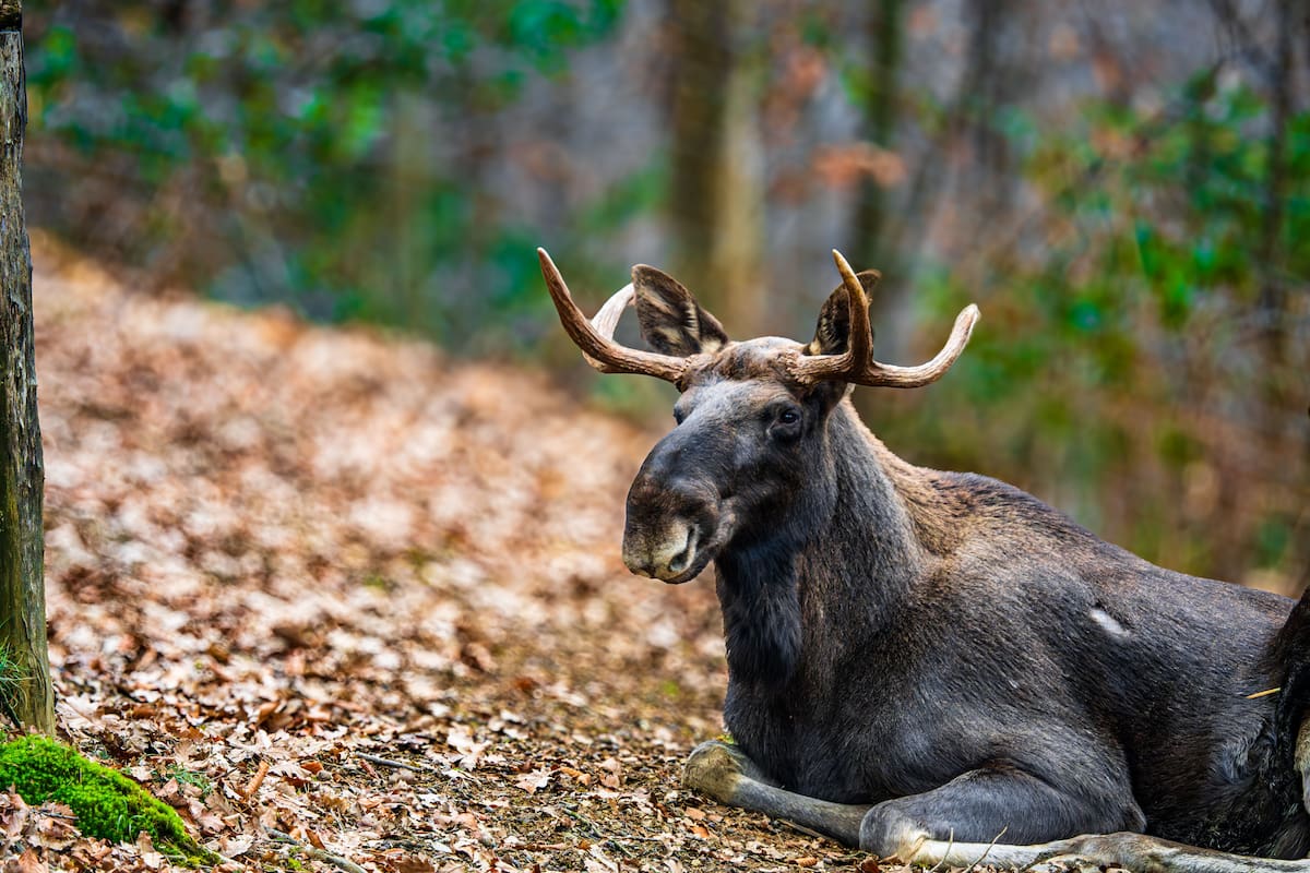 Los alces habían desaparecido de Kentucky, pero liberaron 1,541 ejemplares en 1997 y las antiguas minas de carbón convertidas en pastizales ayudaron a que la manada creciera hasta 13 mil