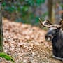 Los alces habían desaparecido de Kentucky, pero liberaron 1,541 ejemplares en 1997 y las antiguas minas de carbón convertidas en pastizales ayudaron a que la manada creciera hasta 13 mil