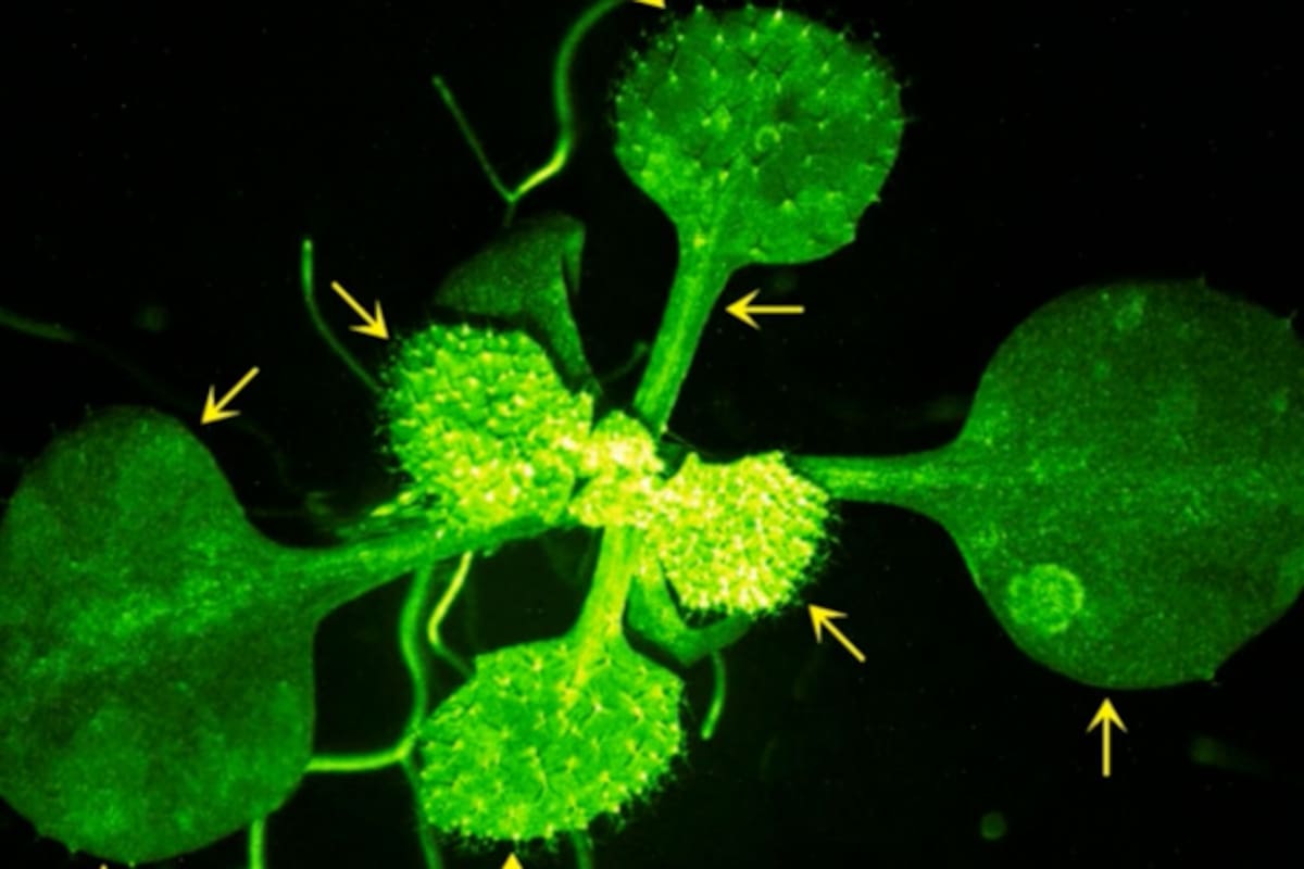 Así se ven las plantas “hablando”: el sorprendente video que revela su lenguaje oculto