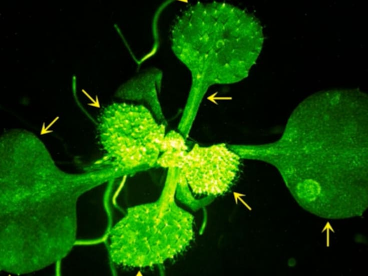 Así se ven las plantas “hablando”: el sorprendente video que revela su lenguaje oculto