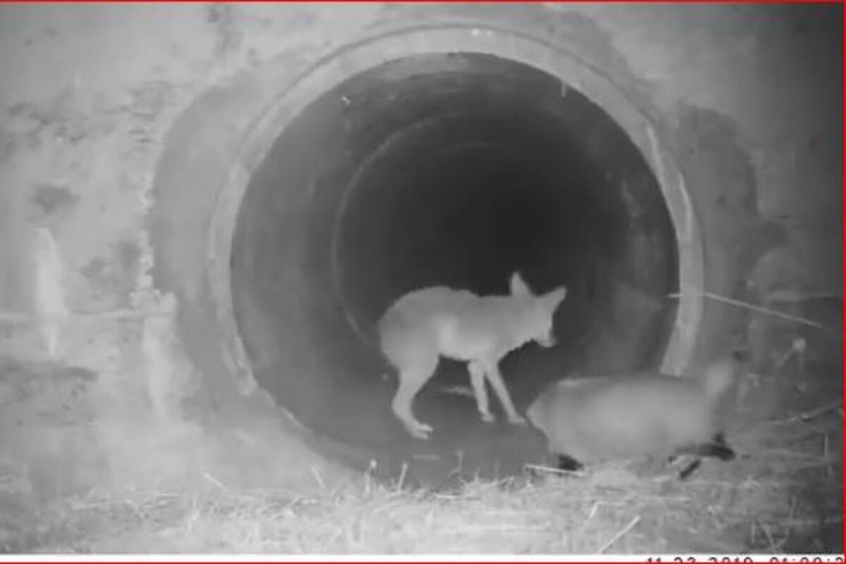 VIDEO: Tejón y coyote jugando y cruzando túnel se vuelven virales