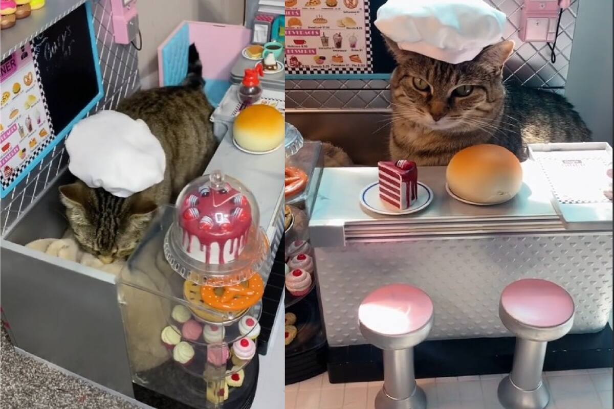 VIDEO VIRAL: Gato “panadero” conquista TikTok amasando panes con su mini cocina y gorro de chef