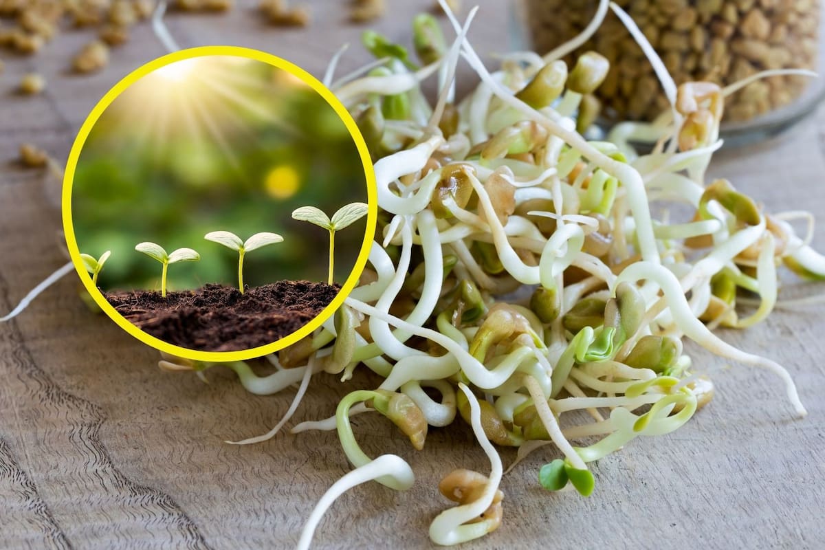 Cómo hacer germinados en casa