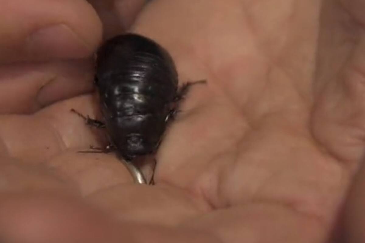 Una extraña cucaracha reaparece luego de más de 80 años "extinta"