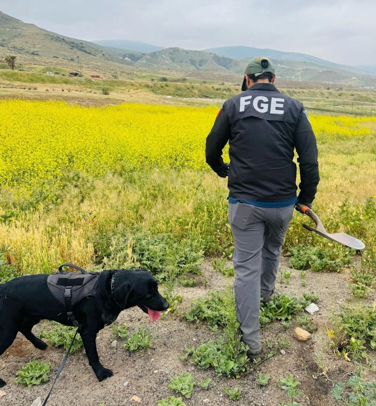 En el operativo participaron agentes del Ministerio Público, elementos de la Agencia Estatal de Investigación y binomios caninos.