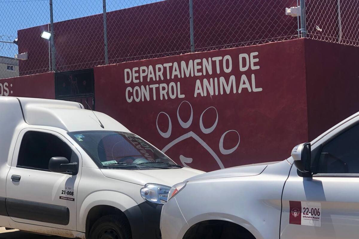Falta entregas tres perros de los 13 rescatados en albergue de Rosarito