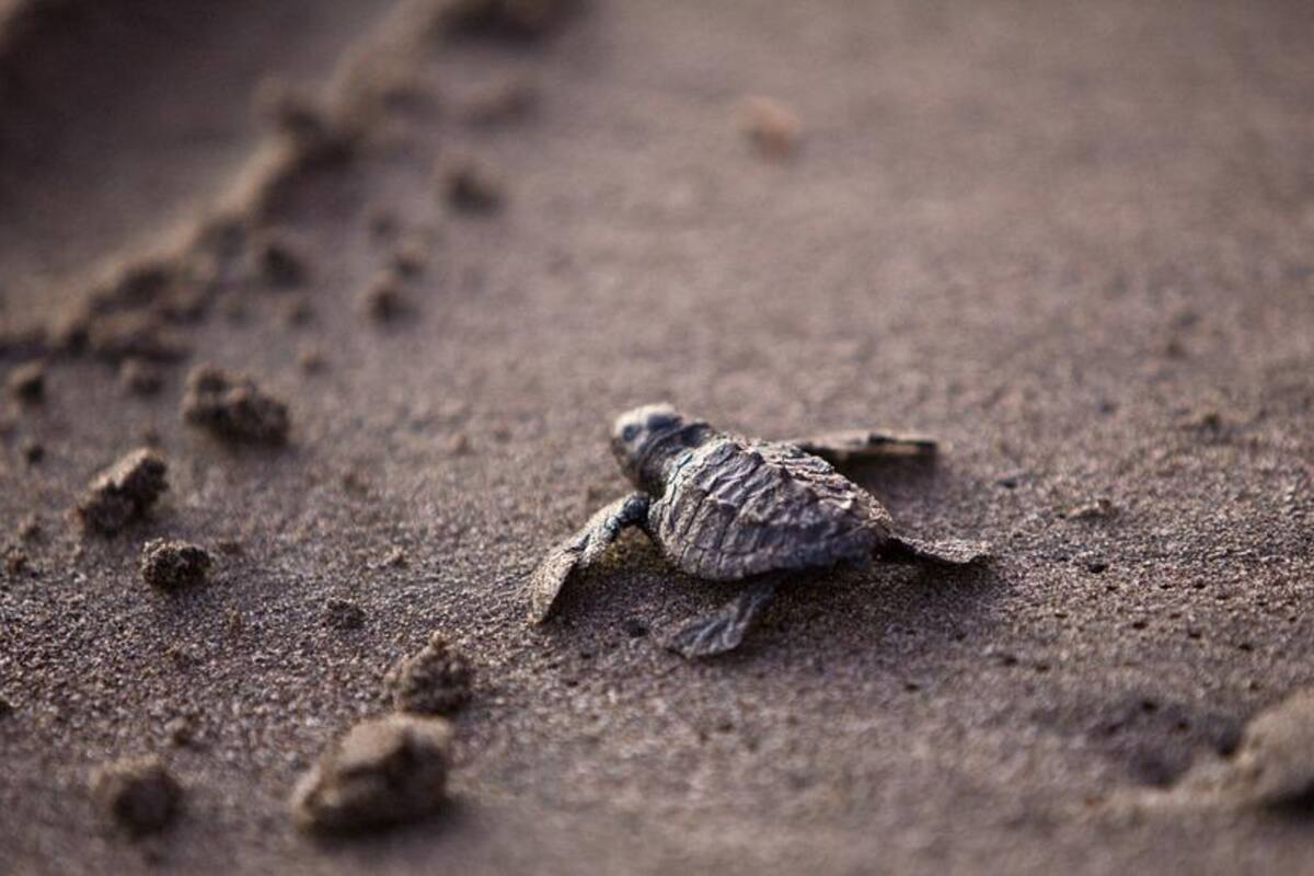 Encuentran 90 huevos de tortuga laúd