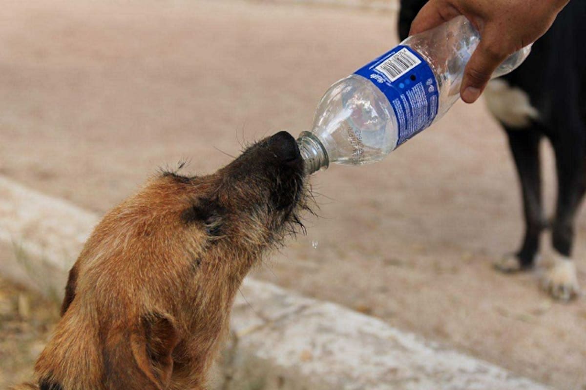 Cómo identificar un golpe de calor en nuestras mascotas