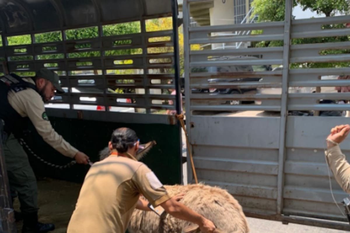 Rescatan a burrita y perrito en estado de abandono en Guadalajara