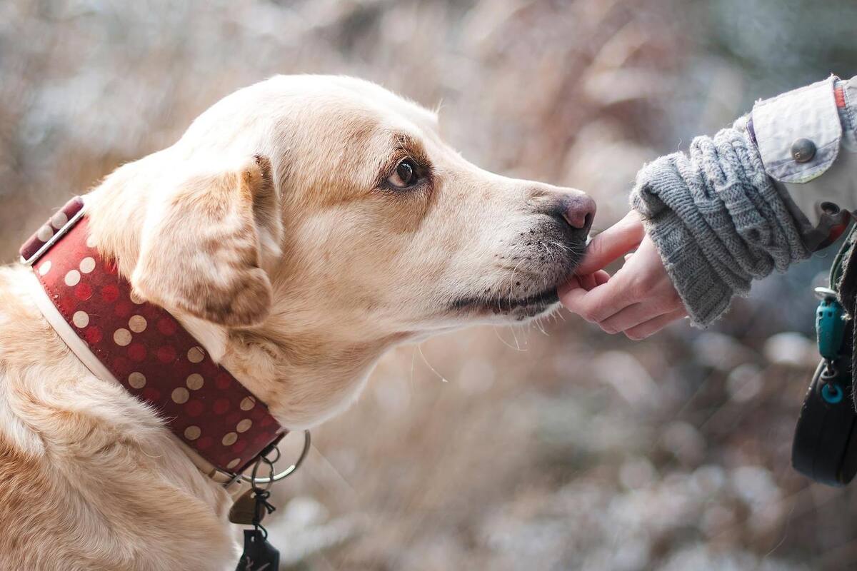 Piden control veterinario a mascotas por enfermedades que pueden contagiarse a humanos