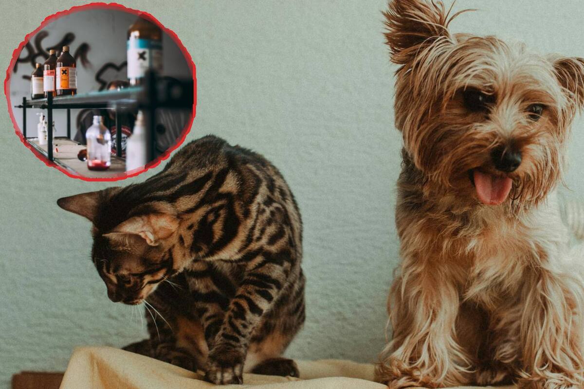 Al menos diez gatos y perros envenenados en Puebla y elevan denuncia a Fiscalía; ¿Cuál es el castigo?