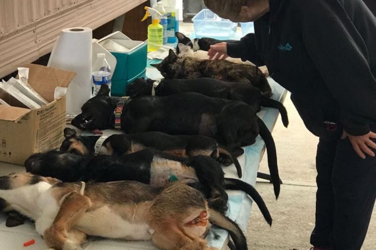 Ofrecerán esterilizaciones gratis para perros y gatos