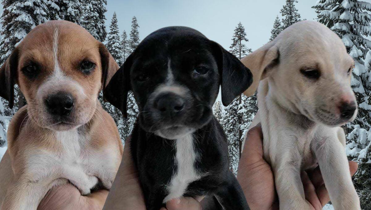 Cachorros en adopción