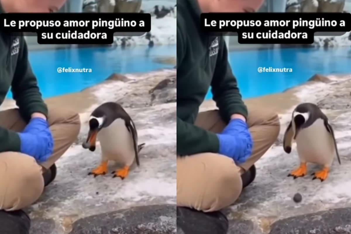 Un pingüino le regala una piedra a su cuidadora y se vuelve viral: ¿qué significa realmente este gesto?