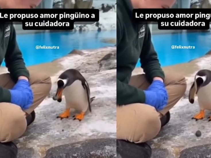 Un pingüino le regala una piedra a su cuidadora y se vuelve viral: ¿qué significa realmente este gesto?