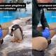 Un pingüino le regala una piedra a su cuidadora y se vuelve viral: ¿qué significa realmente este gesto?
