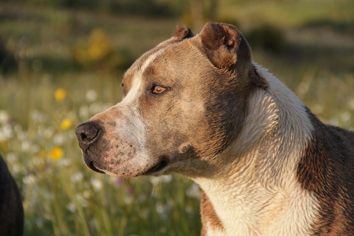Ataque de pitbull en CDMX deja grave a mujer de la tercera edad