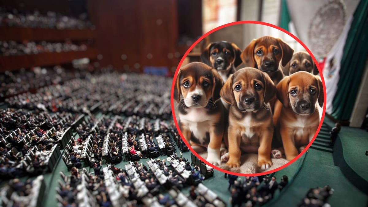 Esta iniciativa busca fortalecer los derechos de las mascotas y reducir la crueldad animal en el país