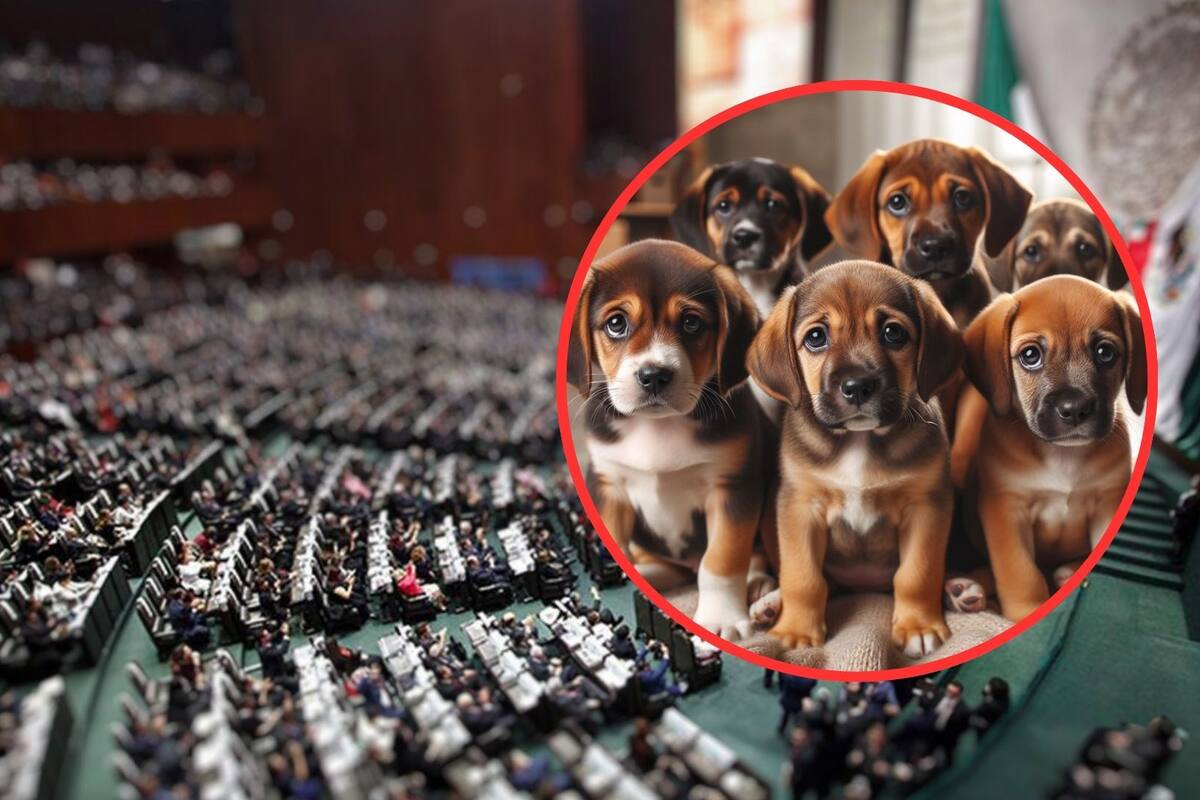 México avanza en reforma para frenar la crueldad animal, en esto consiste