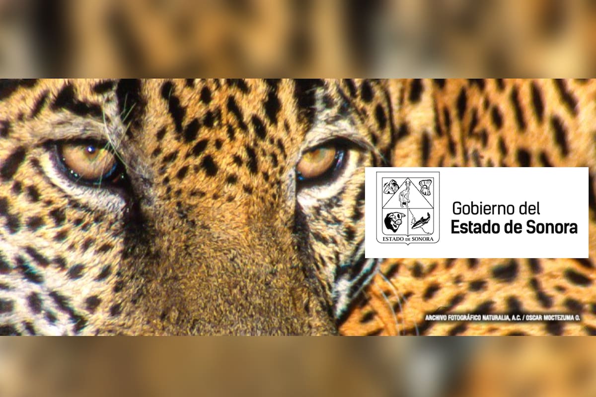 Hay más Jaguares en Sonora, su población sigue creciendo y esto debes saber