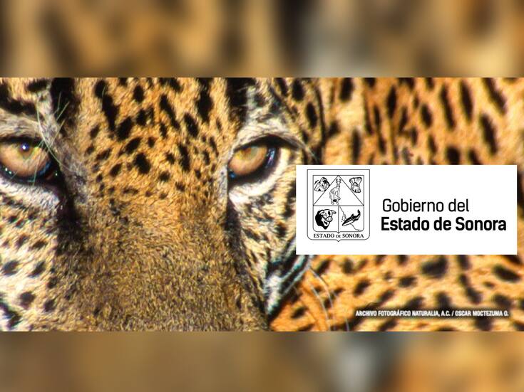 Monitorean 56 especies en riesgo de extinción en Sonora