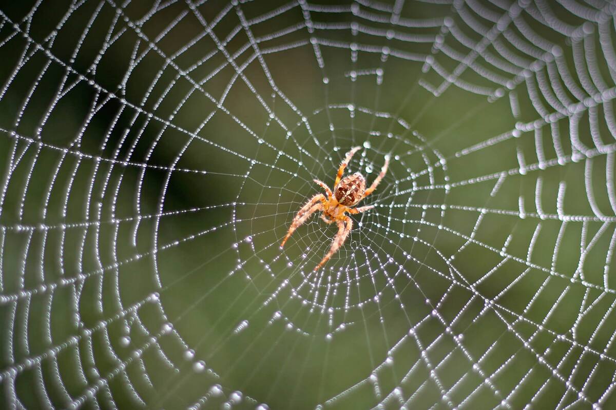 Araña tejía su tela dentro del oído de un hombre