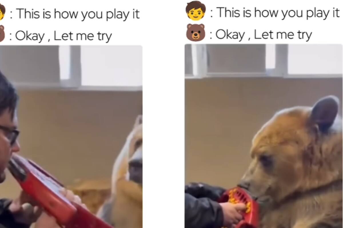 Humano le enseña a un oso a tocar la armónica y se vuelve viral