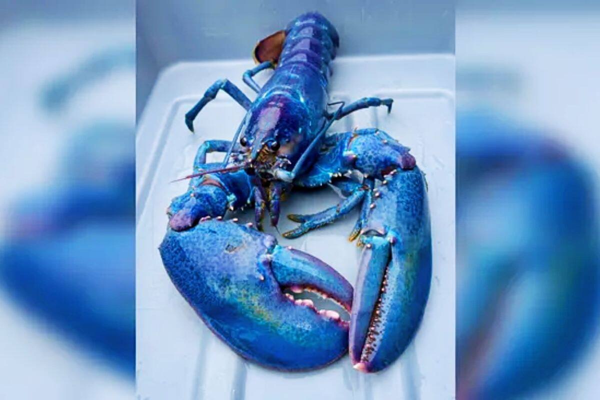 Captan rara langosta de ‘Algodón de Azúcar’ en acuario, “una en un millón”