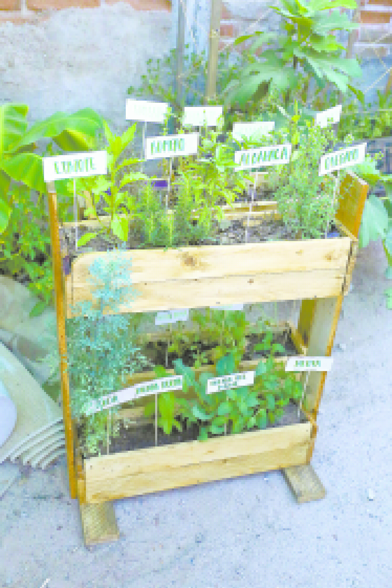 Ella demuestra que no es necesario tener un enorme espacio en casa para poder iniciar con un huerto.