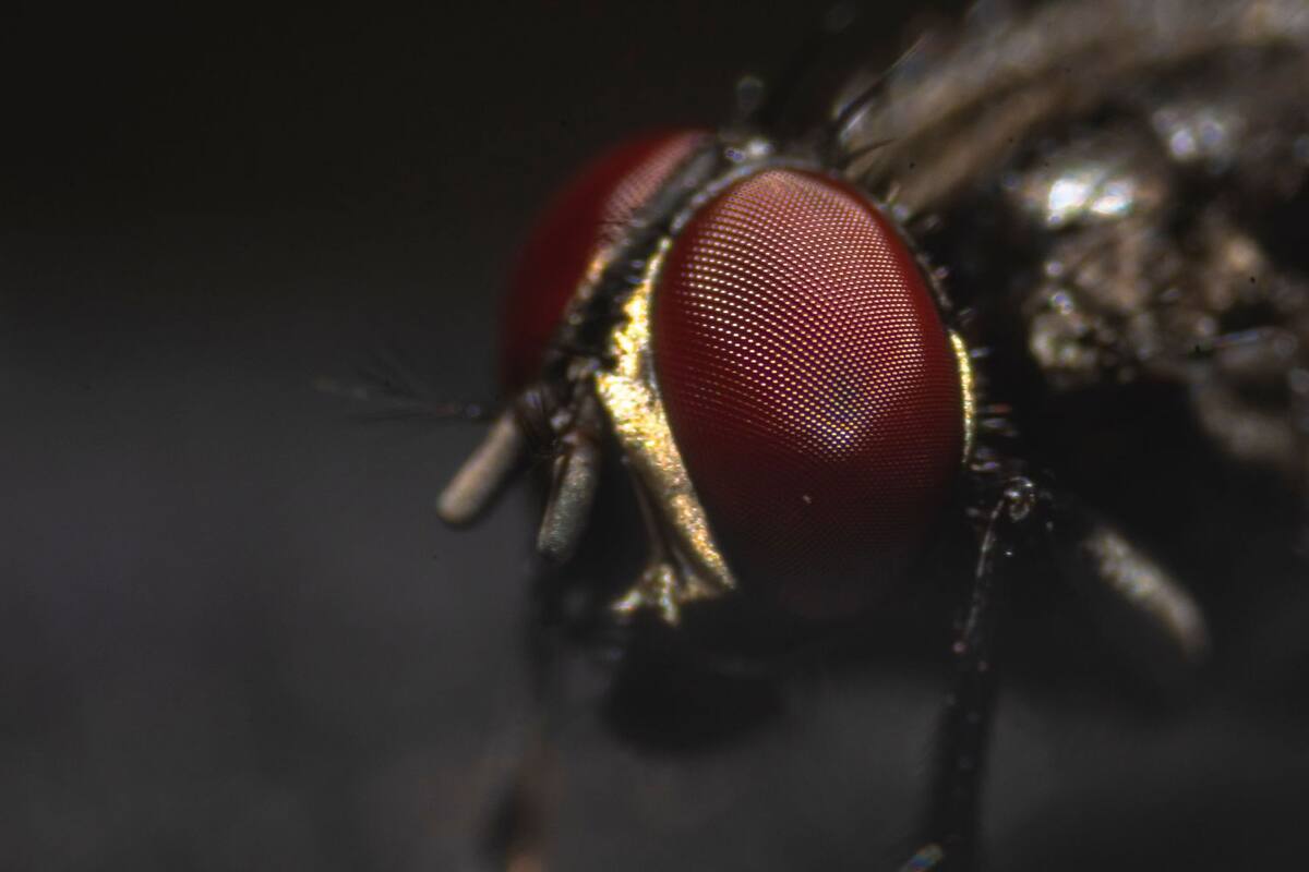 Se considera fauna nociva a todas aquellas especies de animales que pueden deteriorar la salud humana.