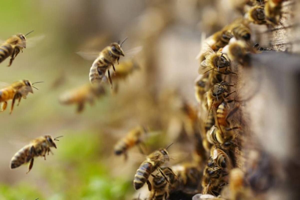 Campeche: Abejas africanas atacan a estudiantes de CBTIS