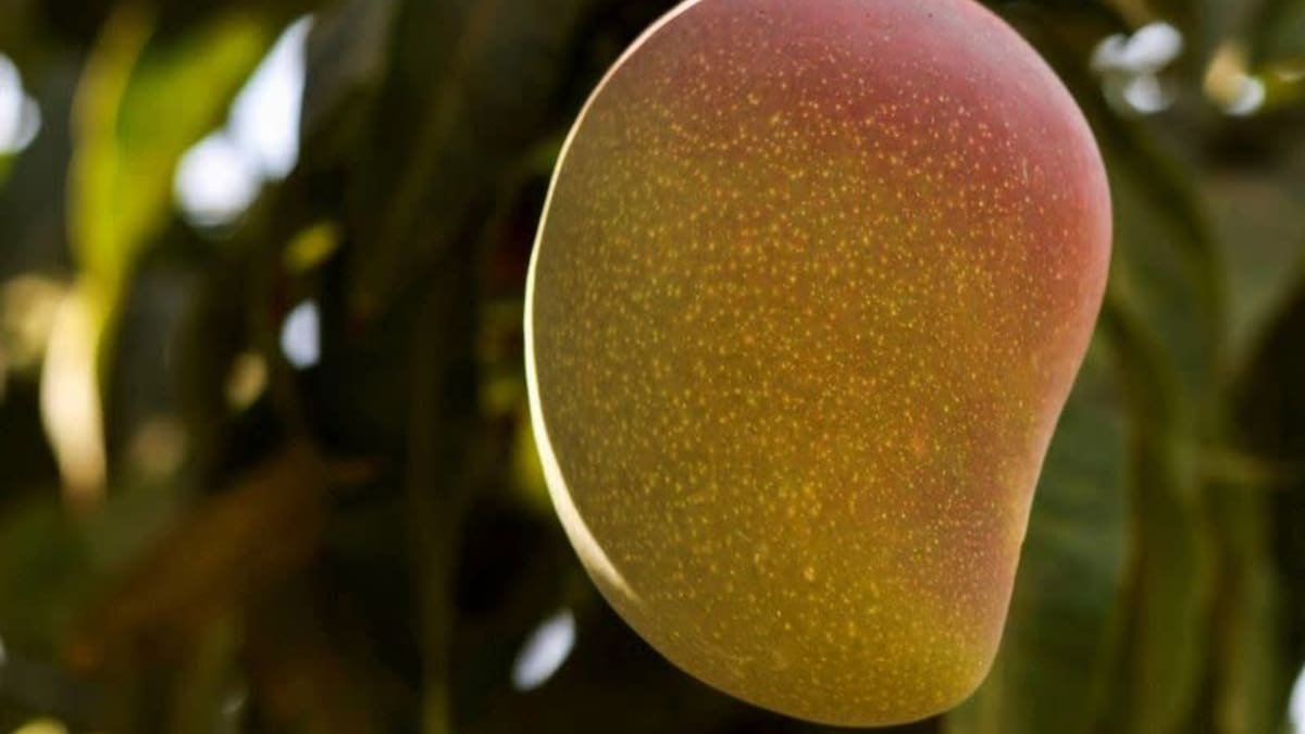 Productores reanudaron el corte de mango tras alcanzar nuevos precios con empacadoras. /Reuters