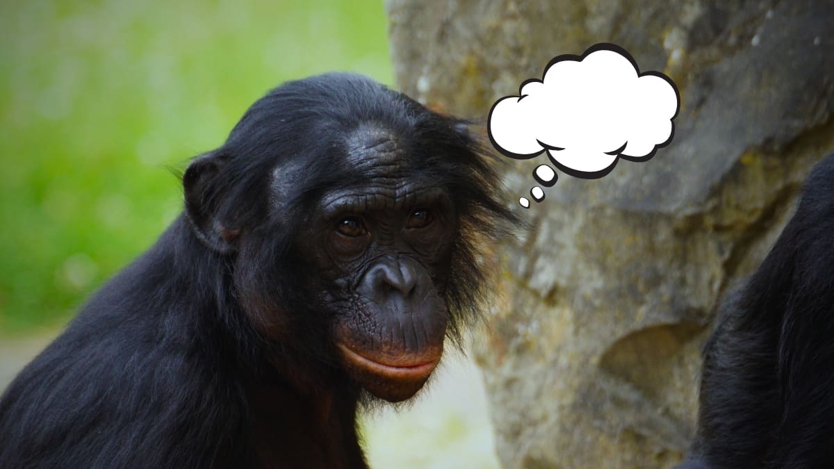 Un simio de 43 años distinguió entre jugo real e imaginario en un experimento científico, lo que sugiere que la capacidad de imaginar y simular situaciones (fundamento cognitivo de fenómenos como el sarcasmo) podría no ser exclusiva de los humanos