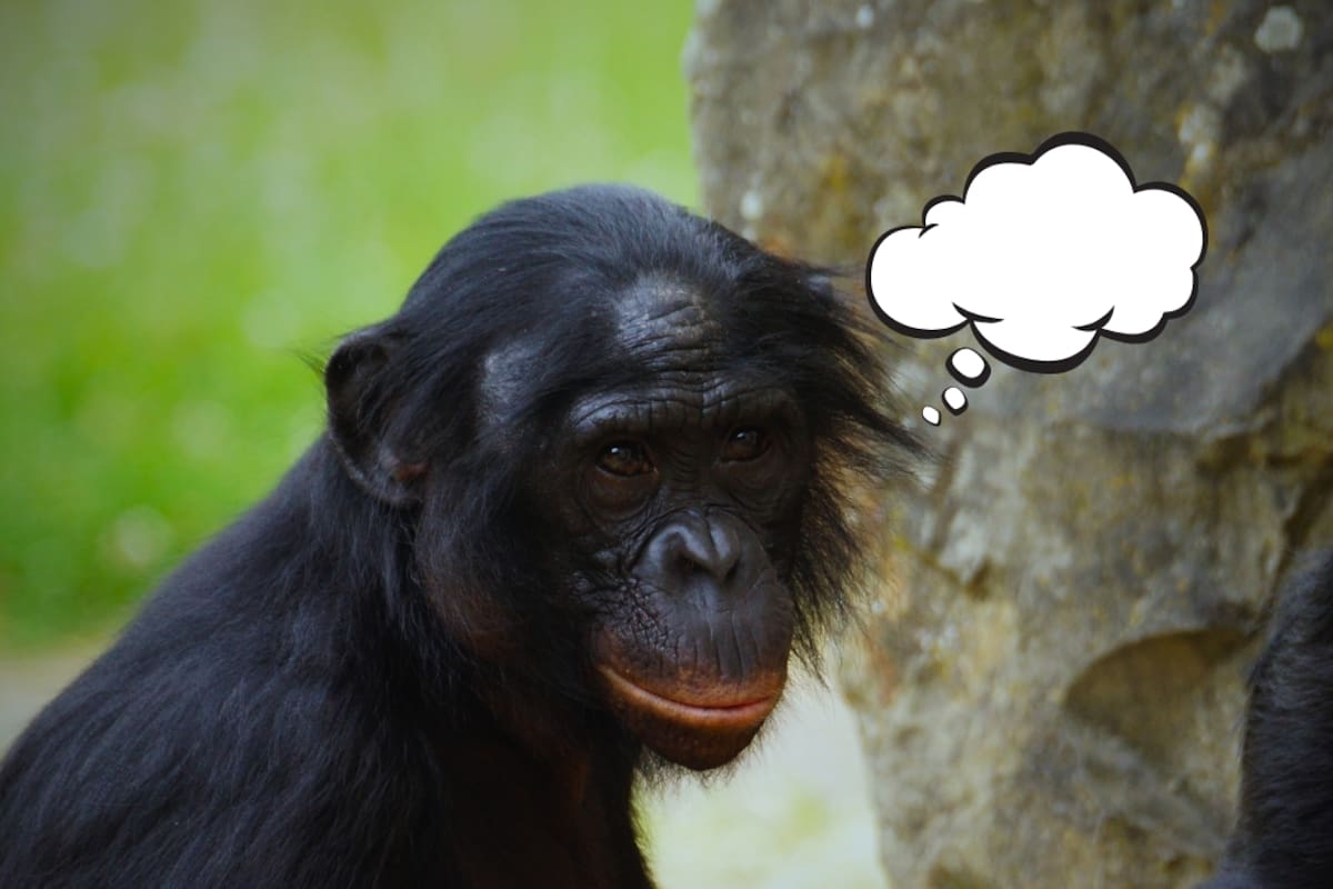 ¿Los simios están evolucionando? Científicos comprobaron que un bonobo de 43 años distinguió entre jugo real e imaginario en un laboratorio, un hallazgo que sugiere que la capacidad de imaginar y simular situaciones (fundamento cognitivo de fenómenos como el sarcasmo) podría no ser exclusiva de los humanos