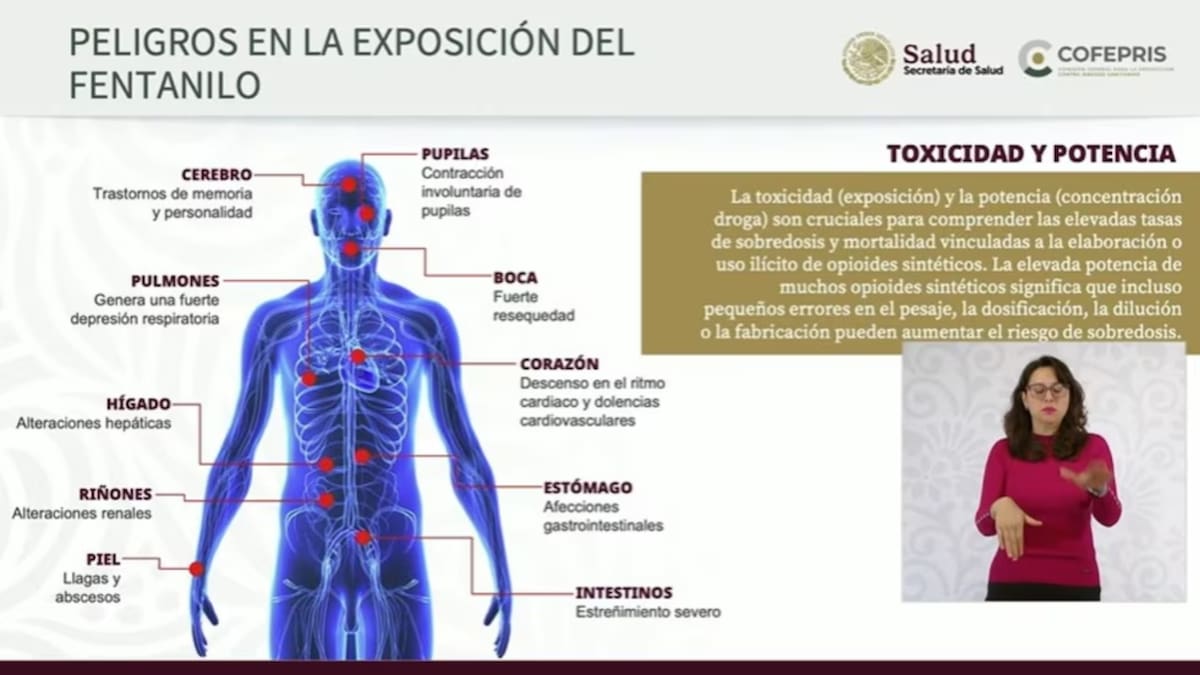 Daños del fentanilo en el cuerpo humano. Foto: Especial