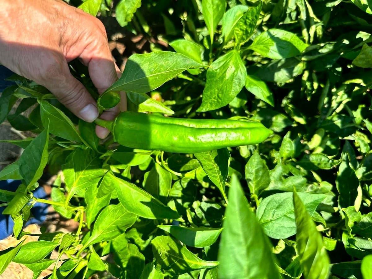 El tomate encabeza las siembras del ciclo Primavera-Verano 2026 en la Zona Costa de Baja California, seguido por el chile. Foto: Cortesía