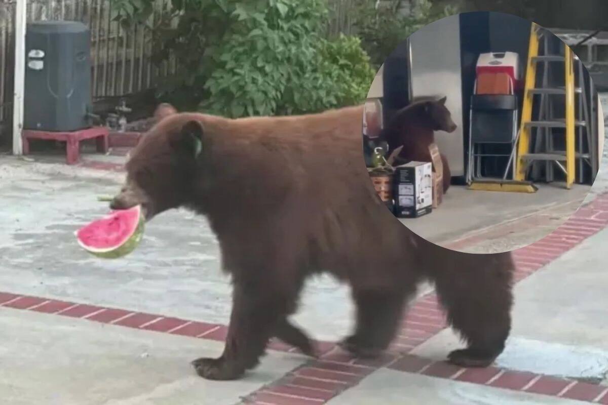 Oso aterra a familia al abrir refrigerador para robar sandía en impactante VIDEO