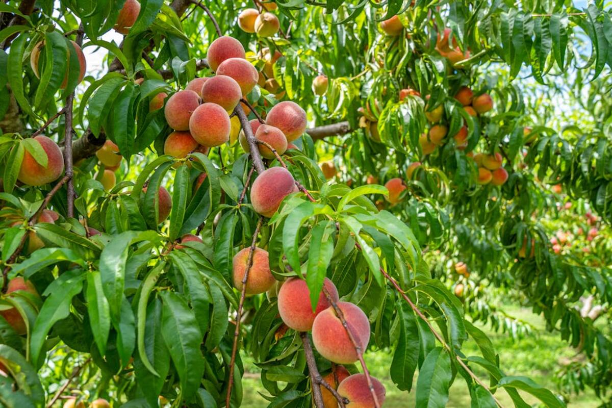 Durazno: La fruta que ayuda a prevenir el cáncer, Alzheimer y calambres