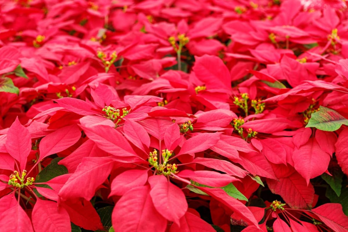 ¿Es seguro comer la flor de Nochebuena?