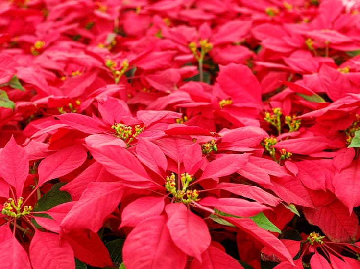 Ruta de la Nochebuena 2025 en Xochimilco: precios, horarios y qué incluye