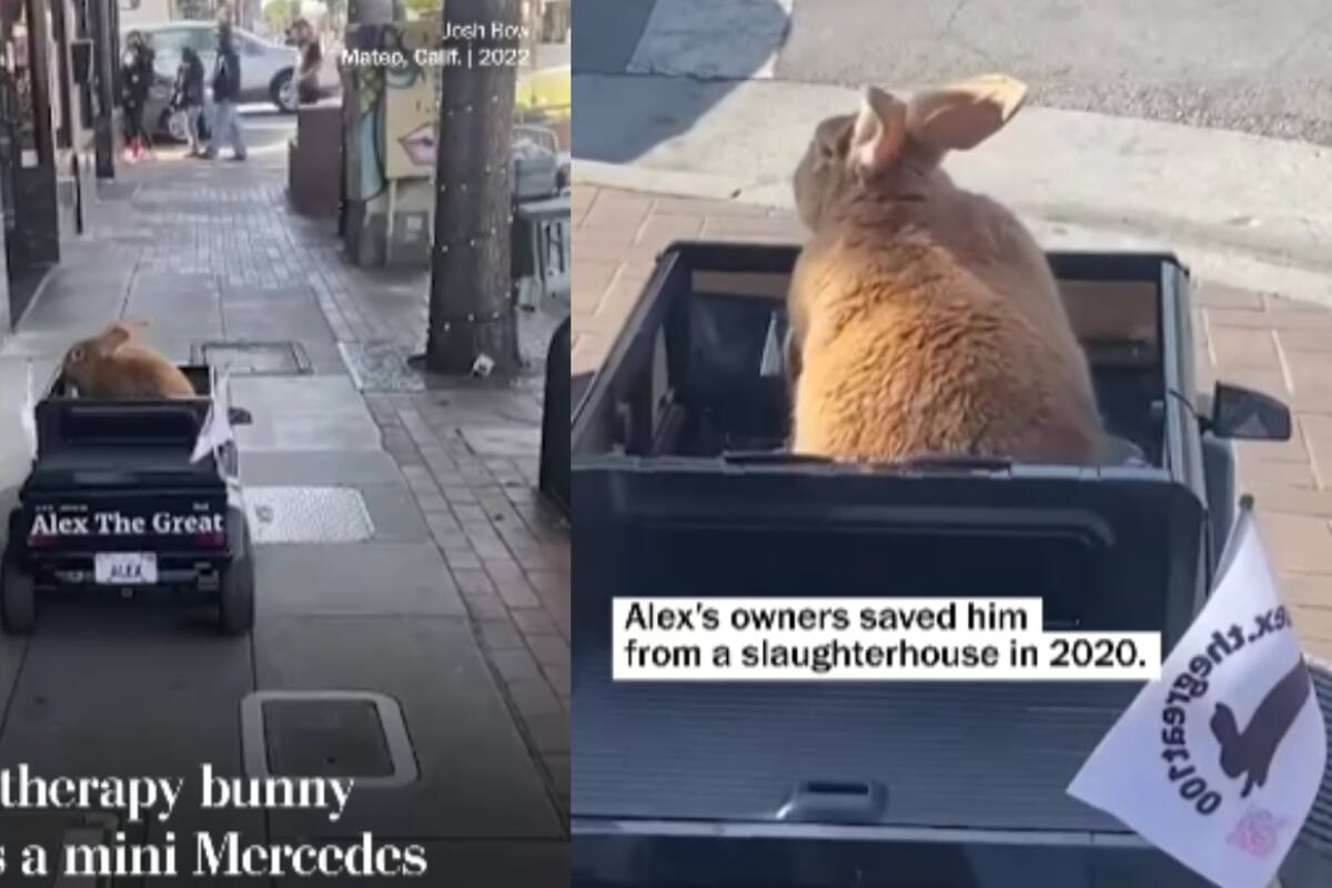 Conoce a Alex el Grande: el conejo que recorre San Francisco en su mini Mercedes-Benz