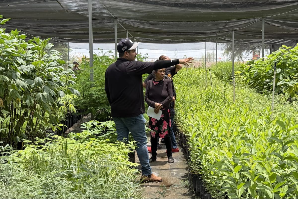 Vivero Municipal de Cajeme entrega árboles gratis; hasta 100 personas acuden cada día para reforestar