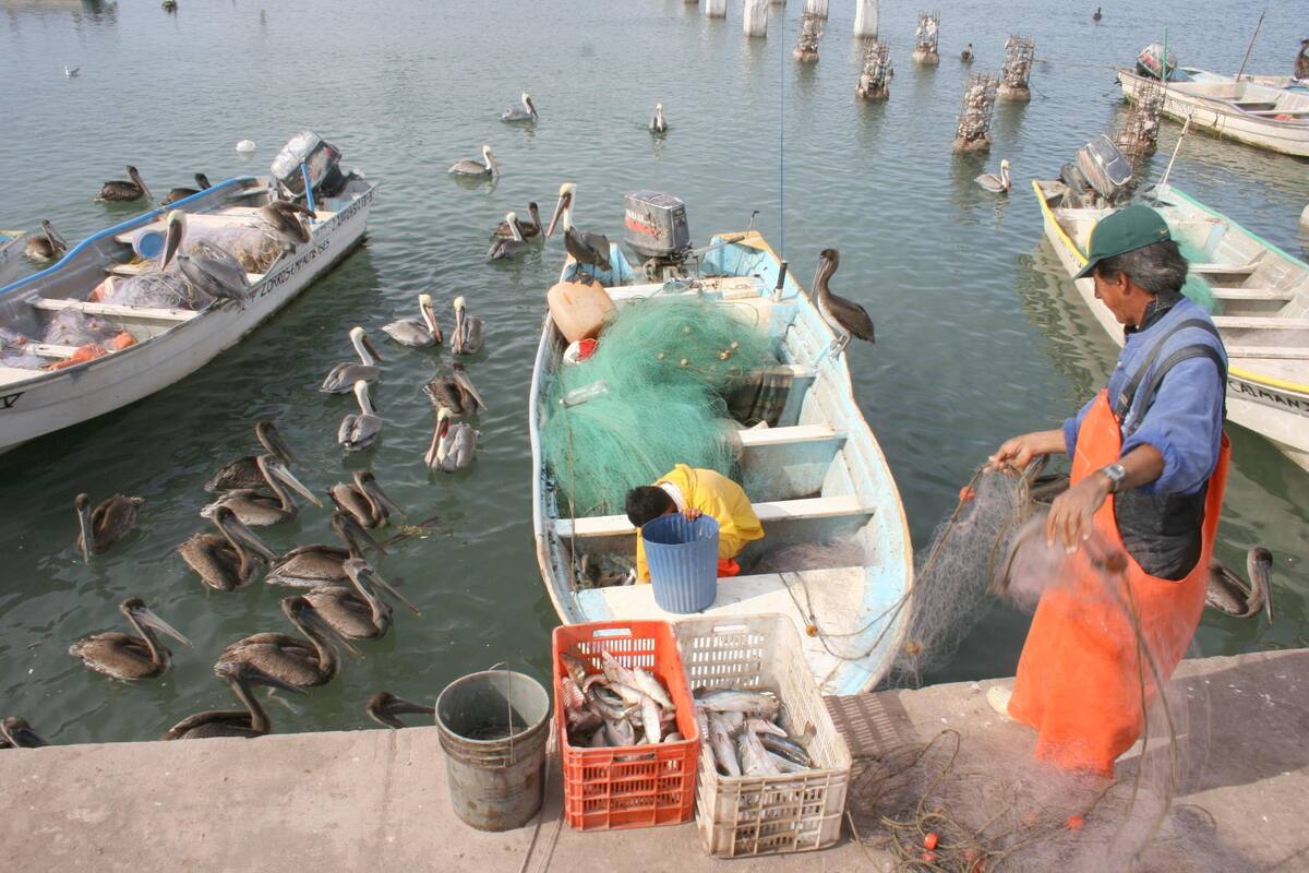 Saldrán a pesca de camarón con mal tiempo